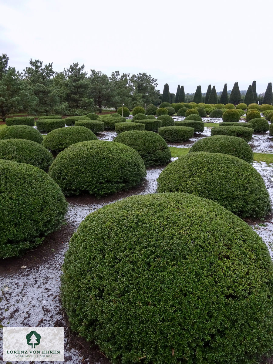 Ilex crenata 'Glorie Gem'