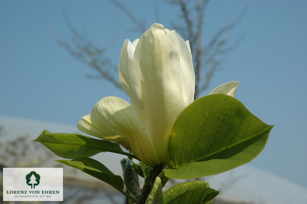 Magnolia denudata 'Yellow River'