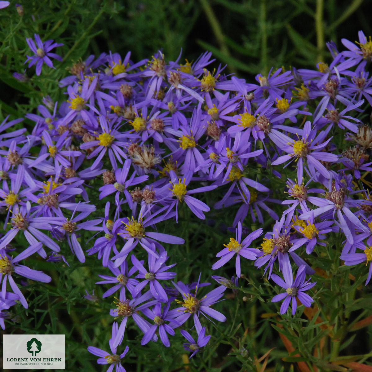 Aster sedifolius 'Nanus'