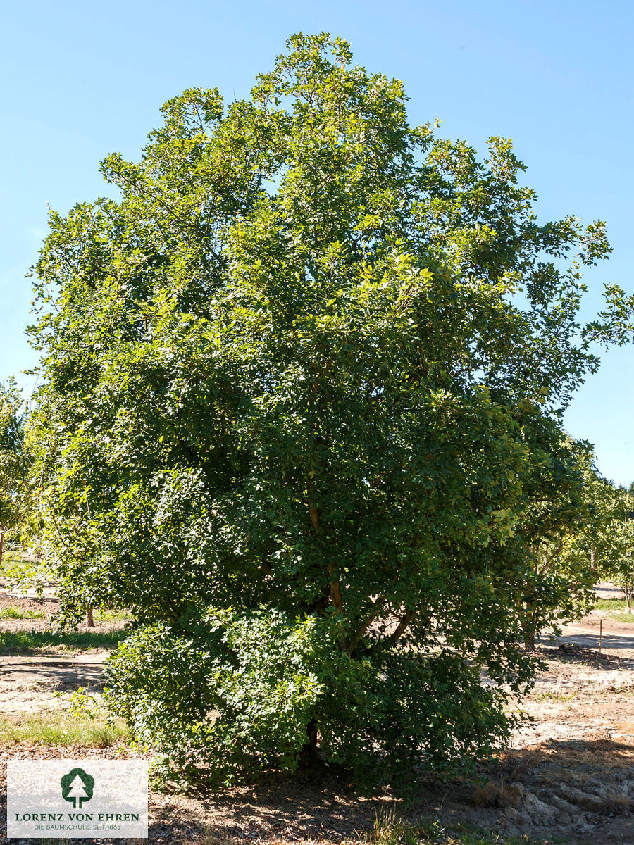 Acer monspessulanum