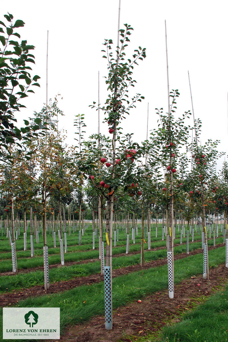 Malus domestica 'Reanda'