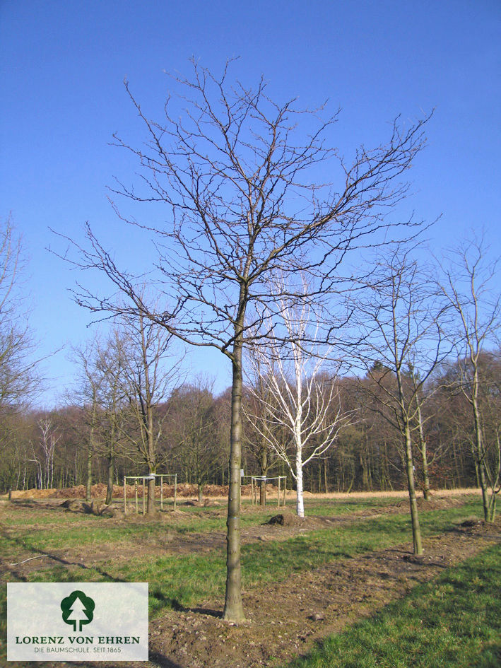 Gleditsia triacanthos 'Sunburst'