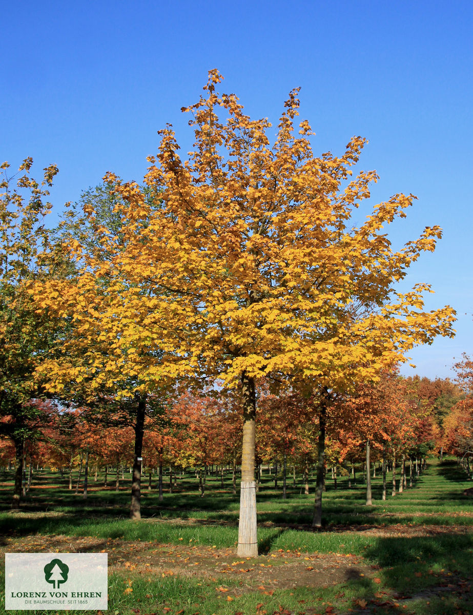 Ein schöner, großer Feldahorn (Acer campestre) im Herbst 