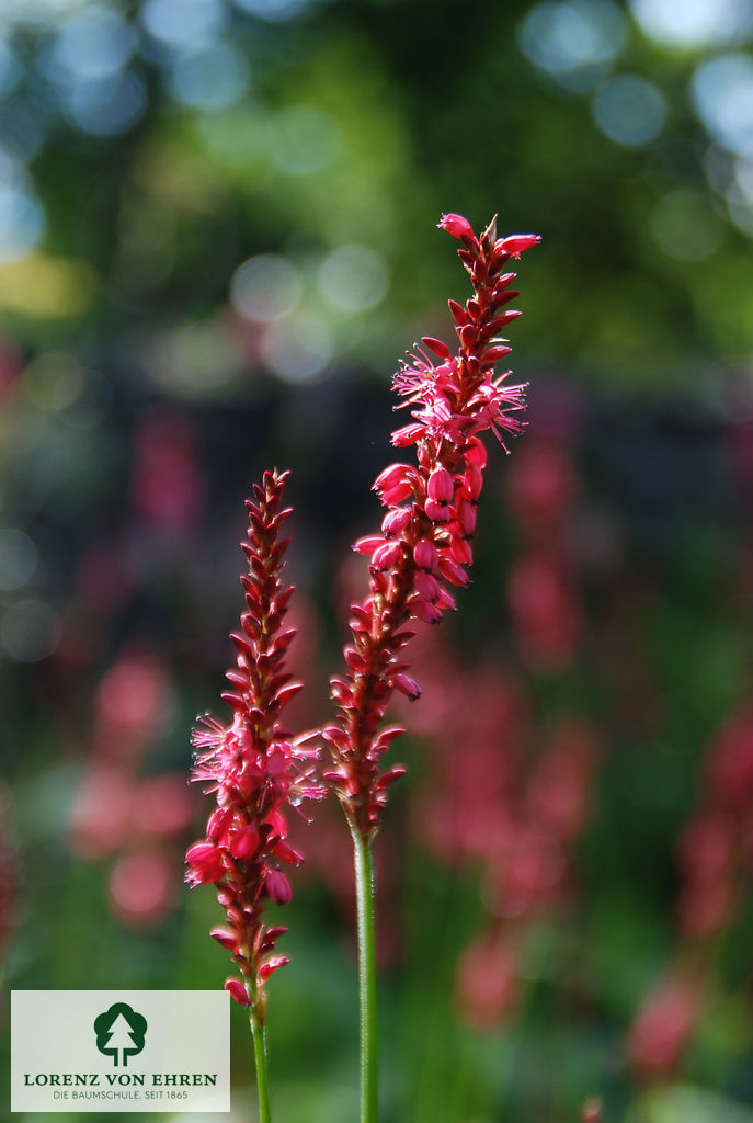 Persicaria amplexicaulis 'Speciosum'