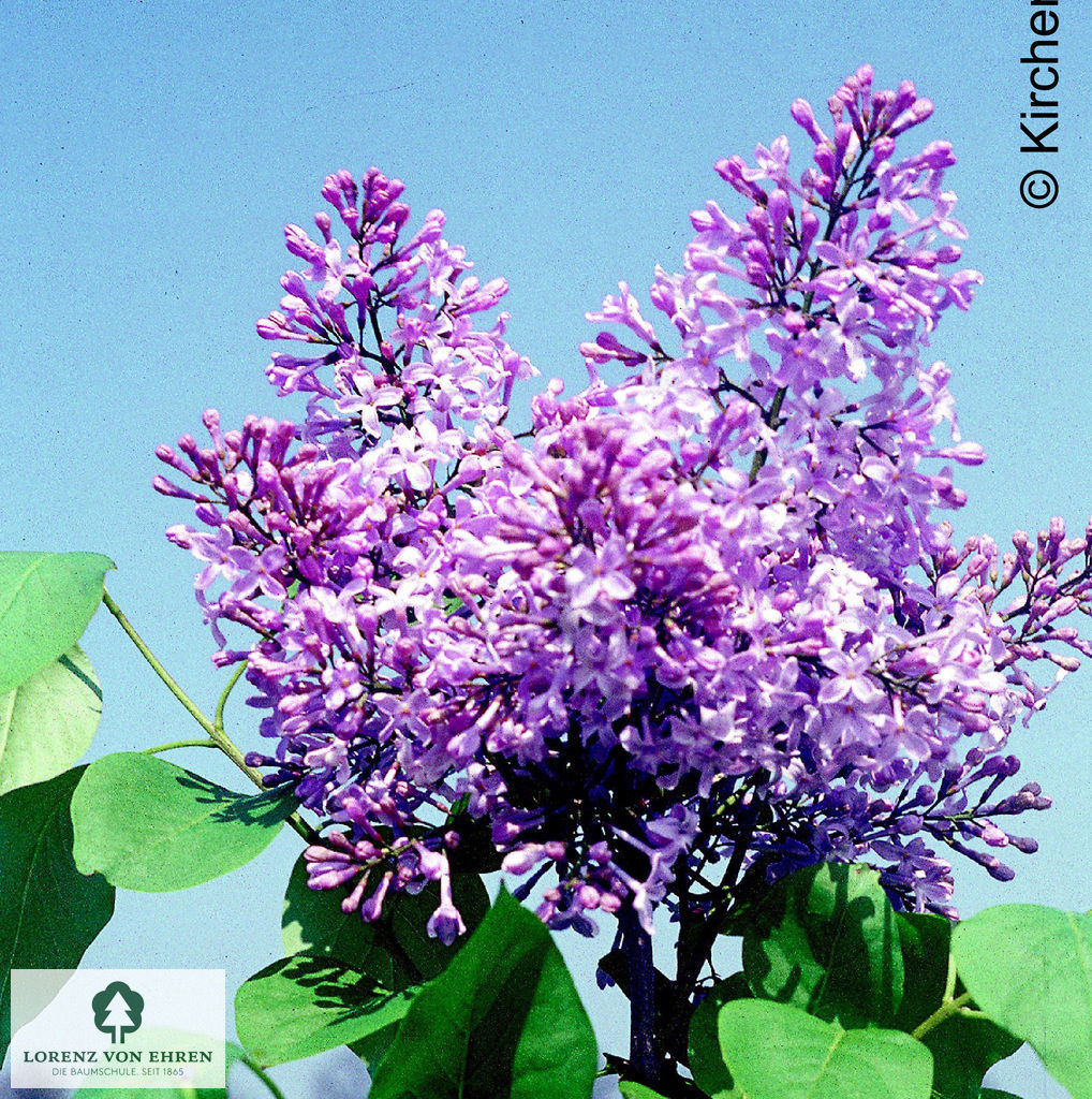 Syringa hyacinthiflora 'California Rose'