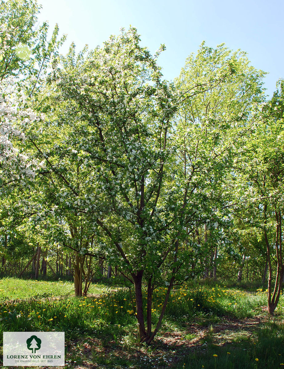 Malus 'Golden Hornet'