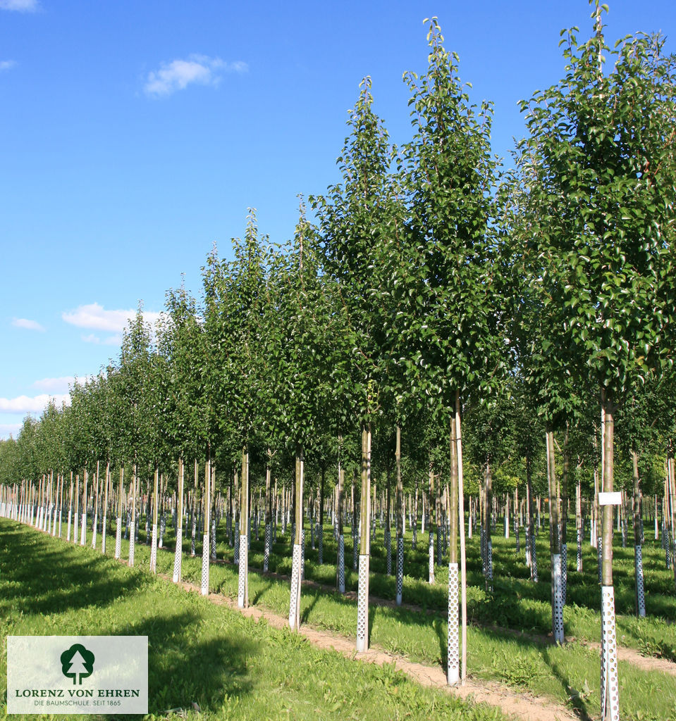 Pyrus calleryana 'Chanticleer'