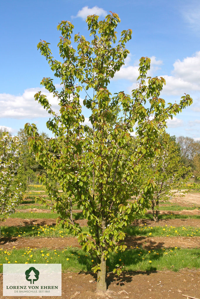 Prunus avium