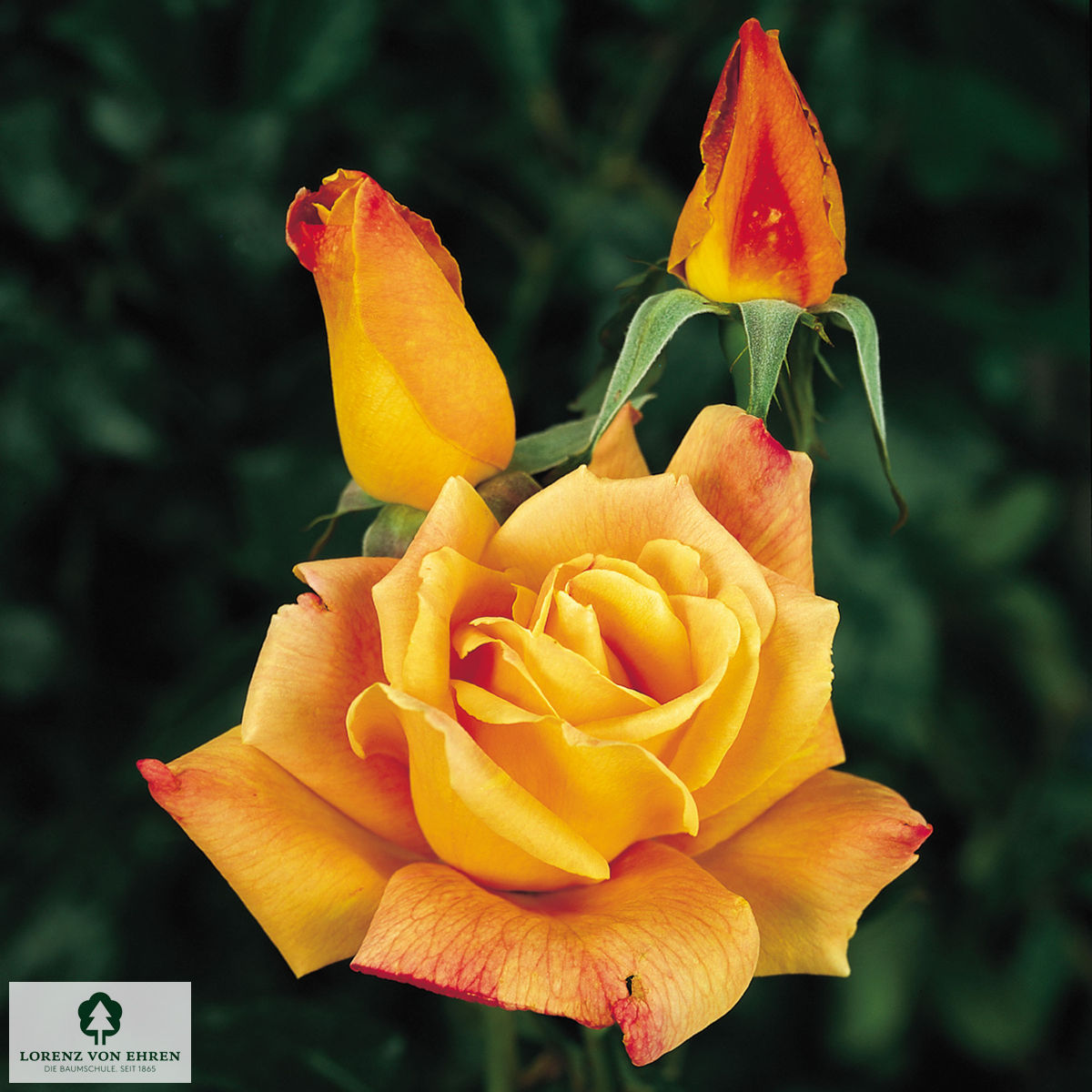Rosa 'Golden Tower'