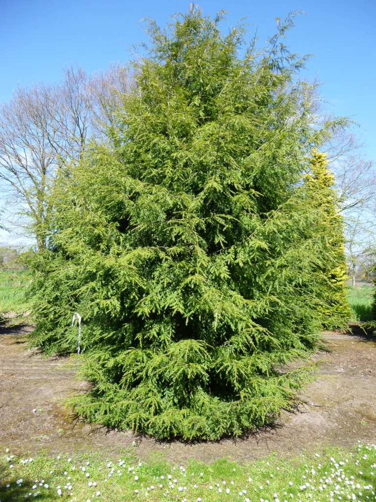 Tsuga canadensis im Sommer