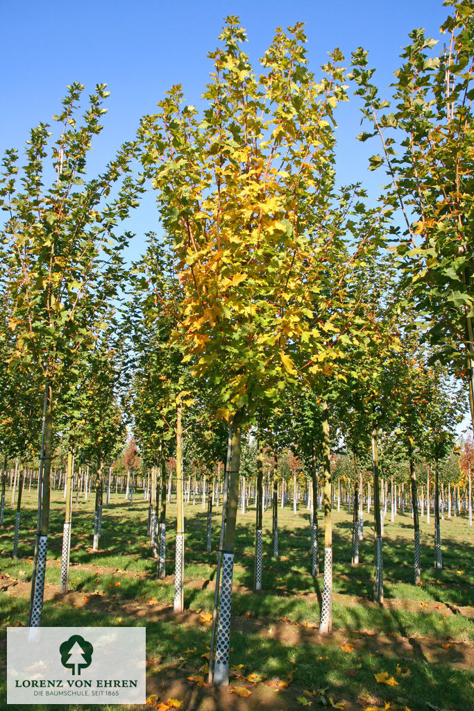 Acer platanoides 'Cleveland'