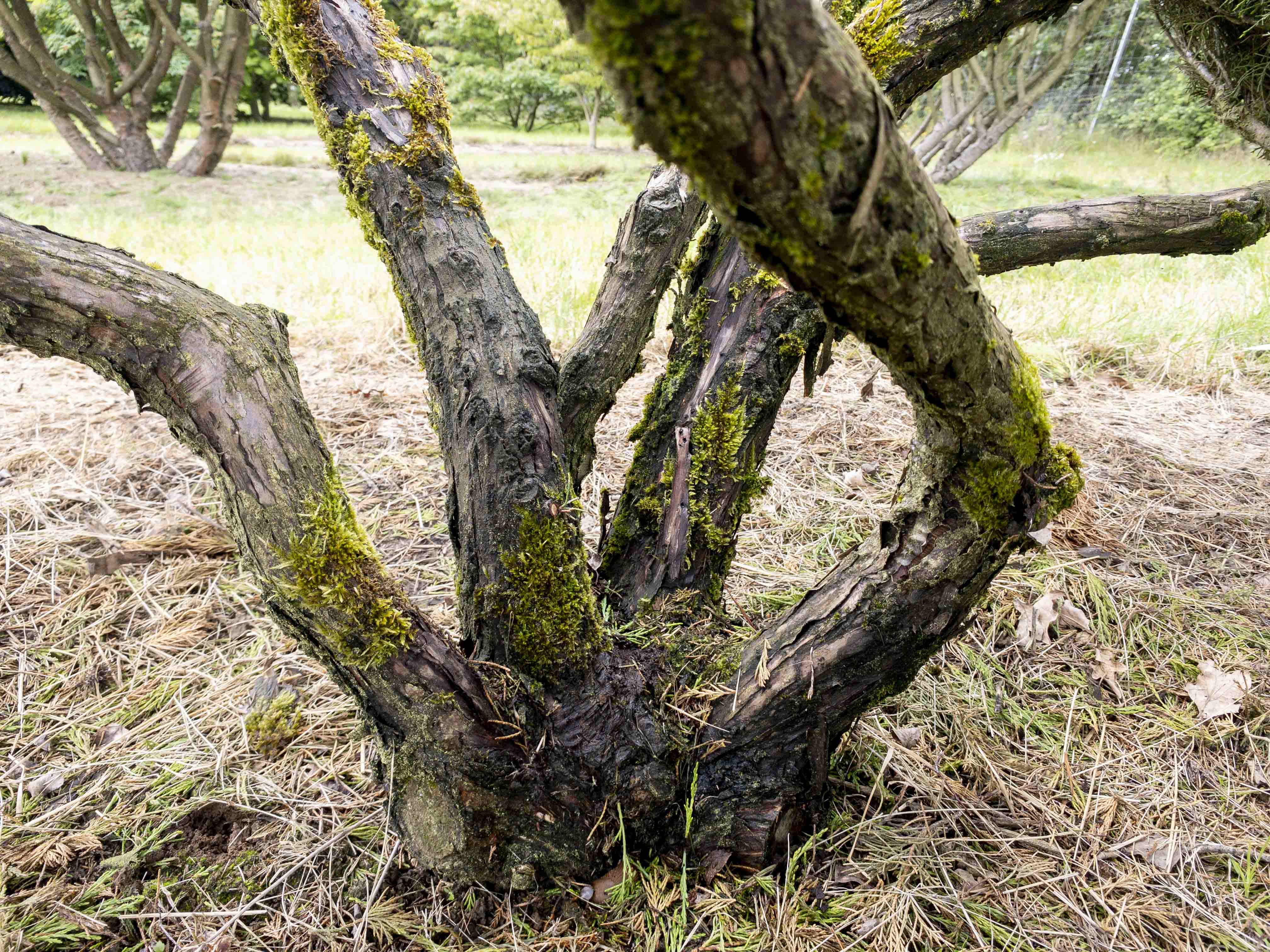 Juniperus media 'Mint Julep' Unikat