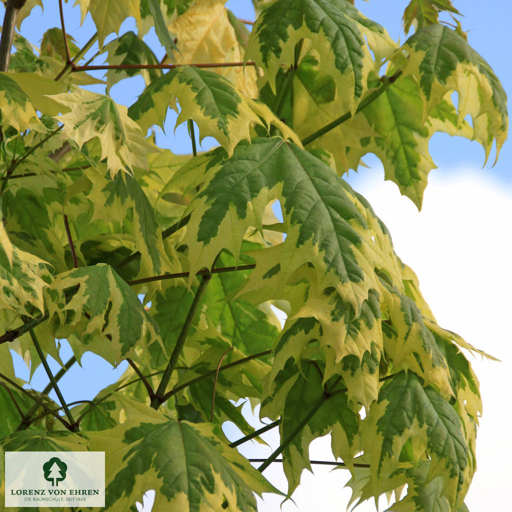 Acer platanoides 'Drummondii'