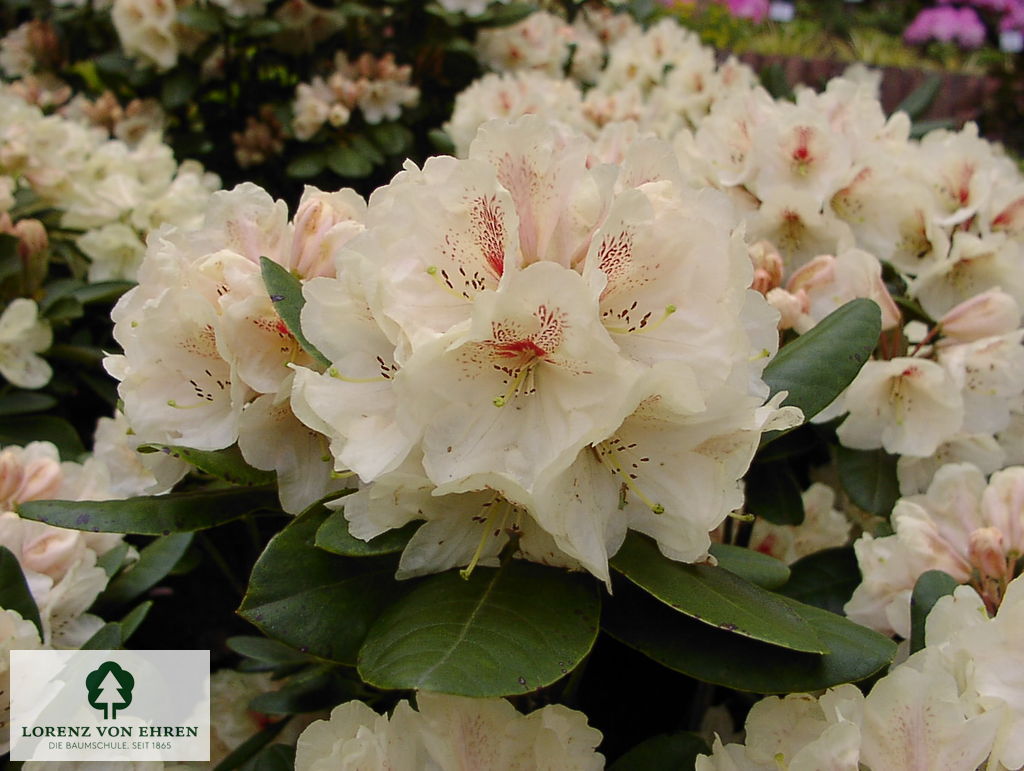Rhododendron Hybride 'Goldbukett'