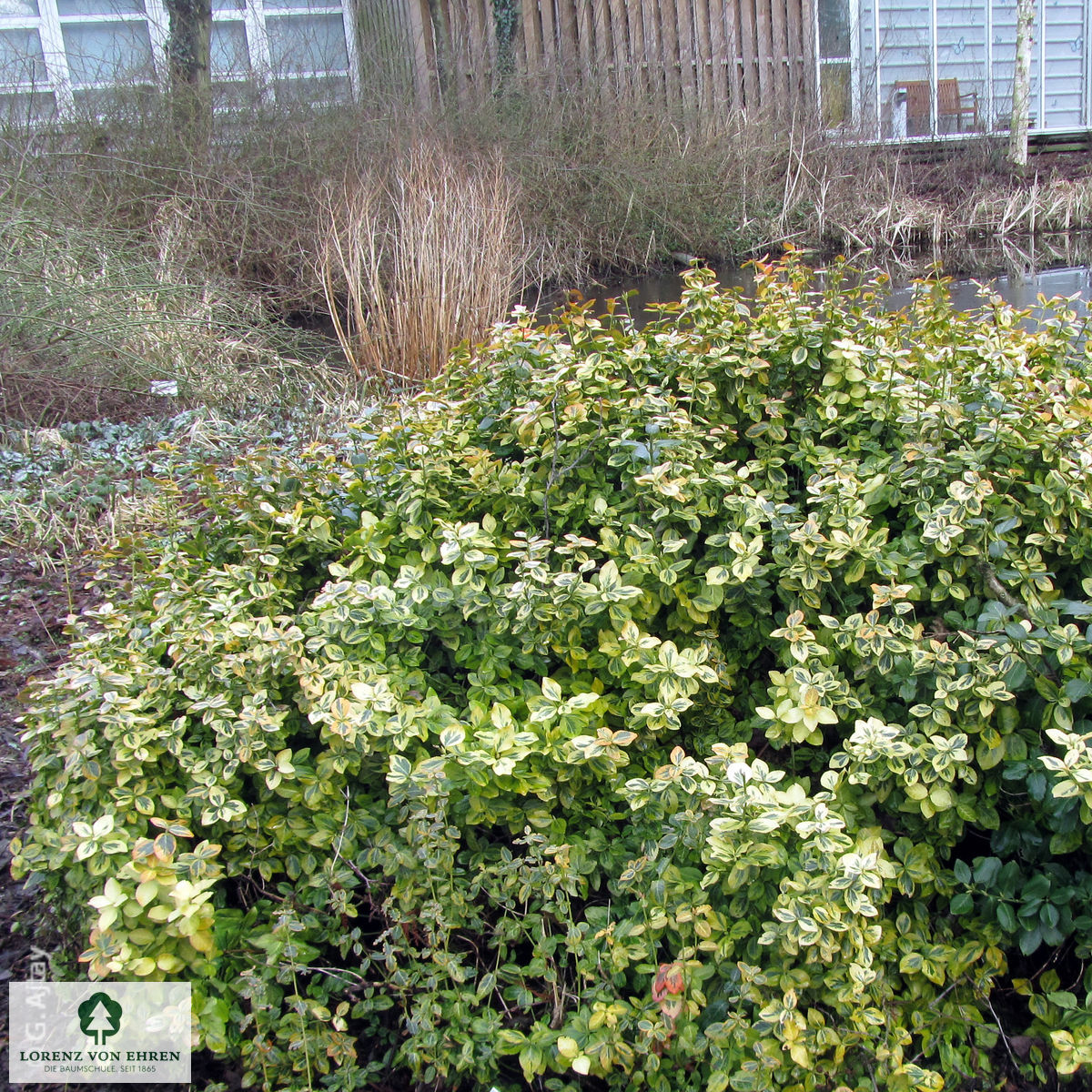 Euonymus fortunei 'Emerald'n Gold'