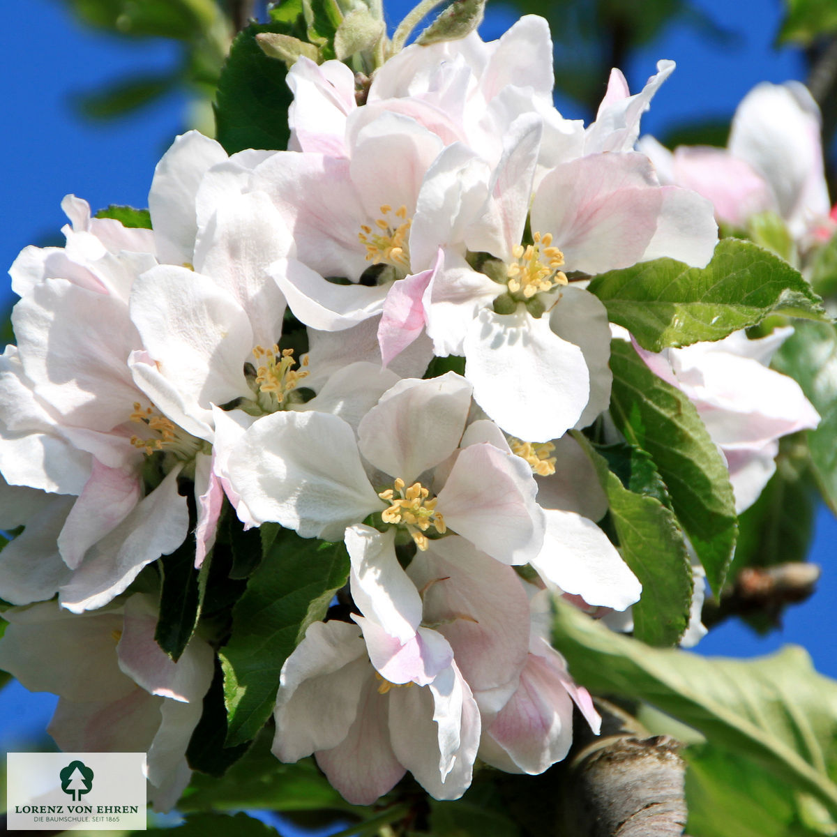 Malus domestica 'Holsteiner Cox'