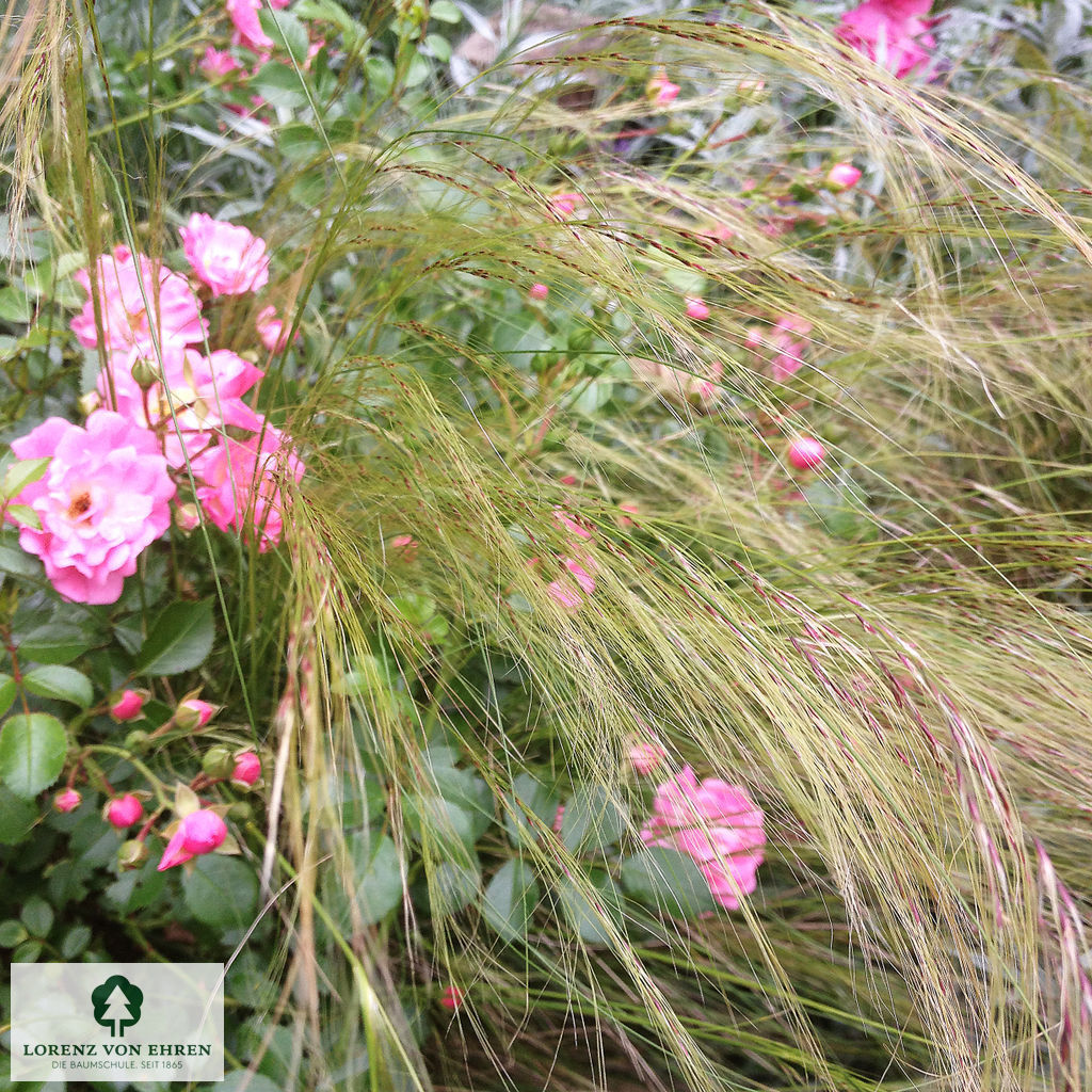 Stipa tenuissima