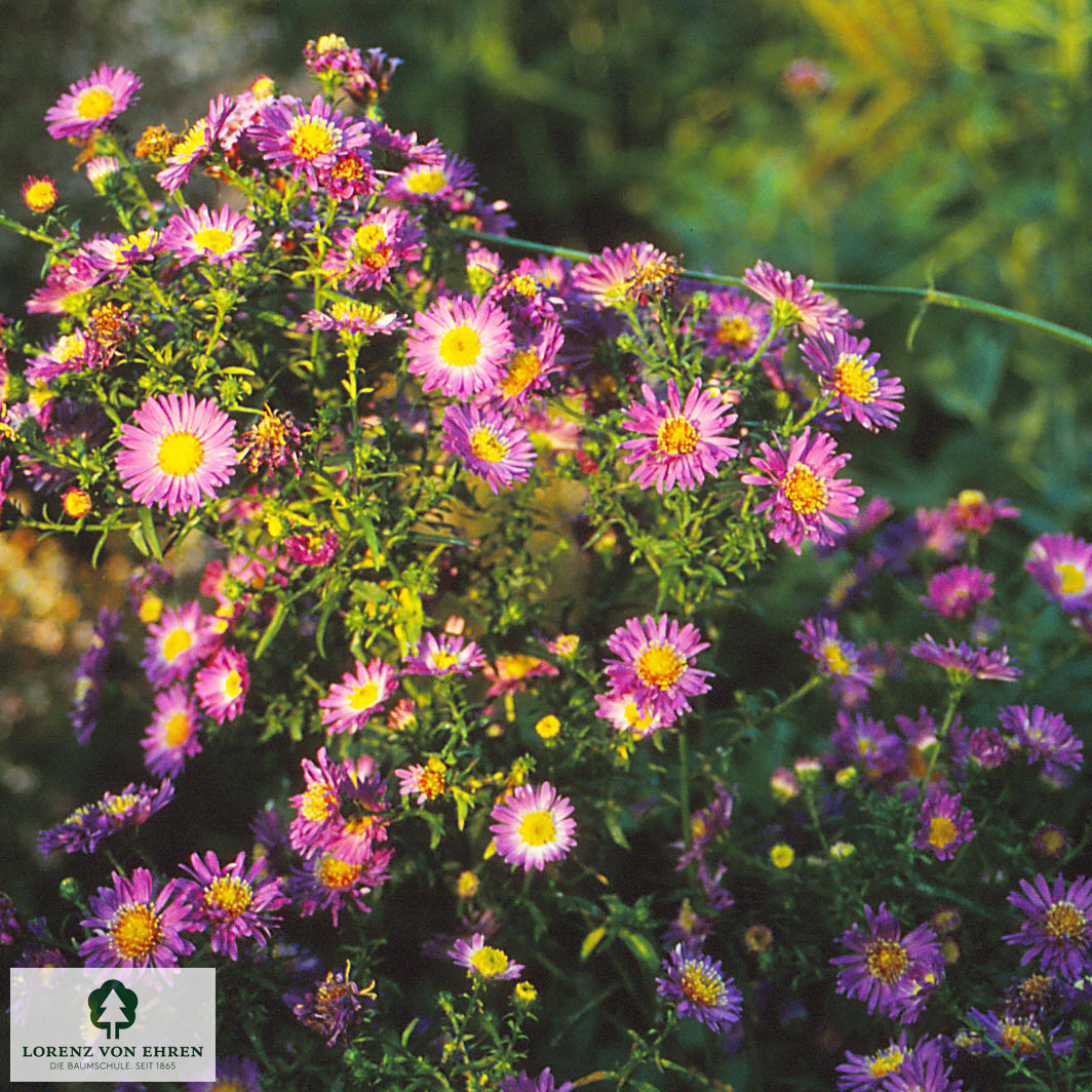 Aster novi-belgii 'Schöne Von Dietlikon'