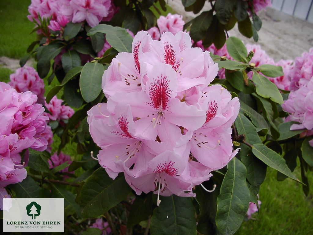 Rhododendron Hybride 'Furnivall's Daughter'