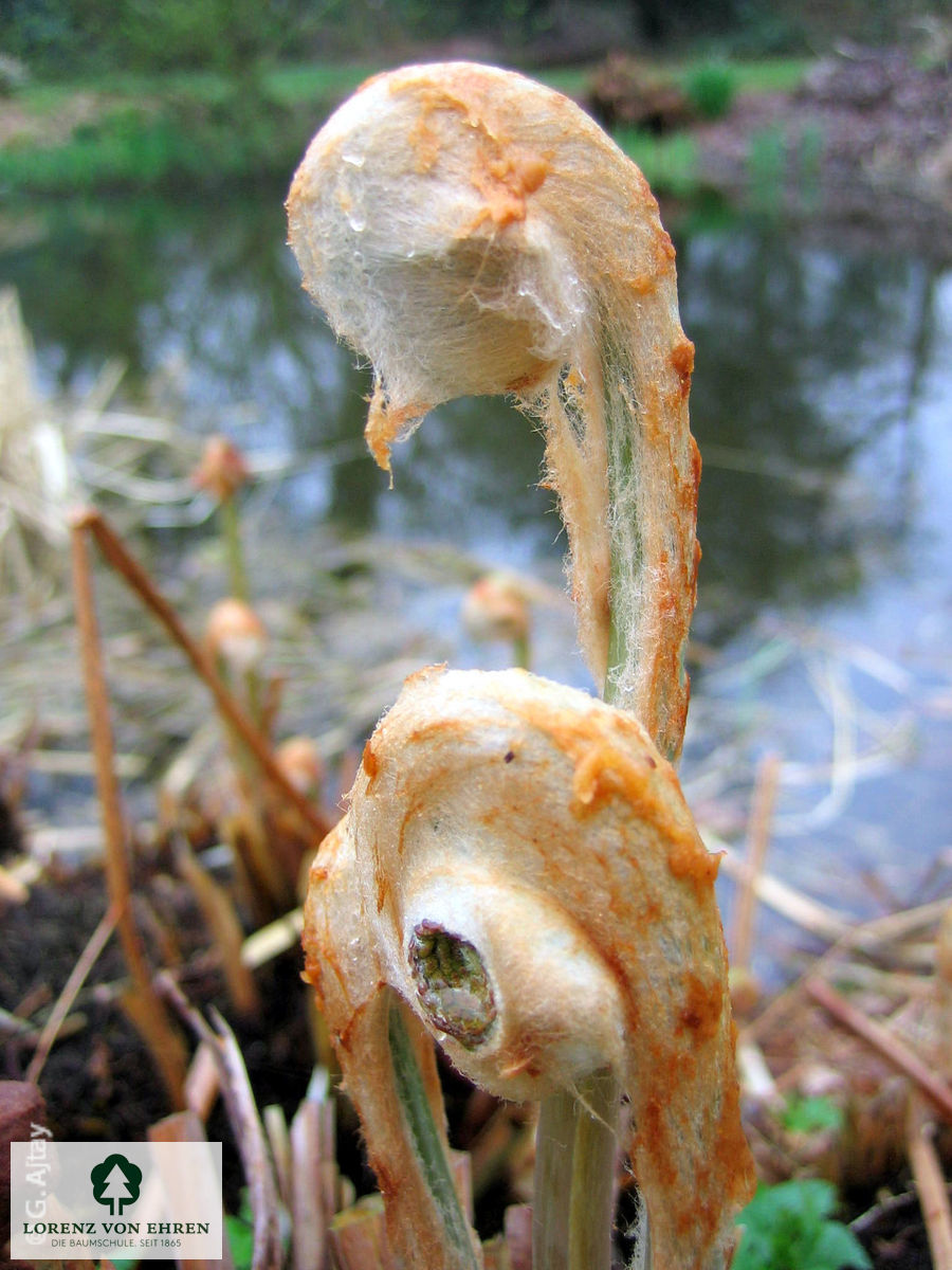 Osmunda regalis