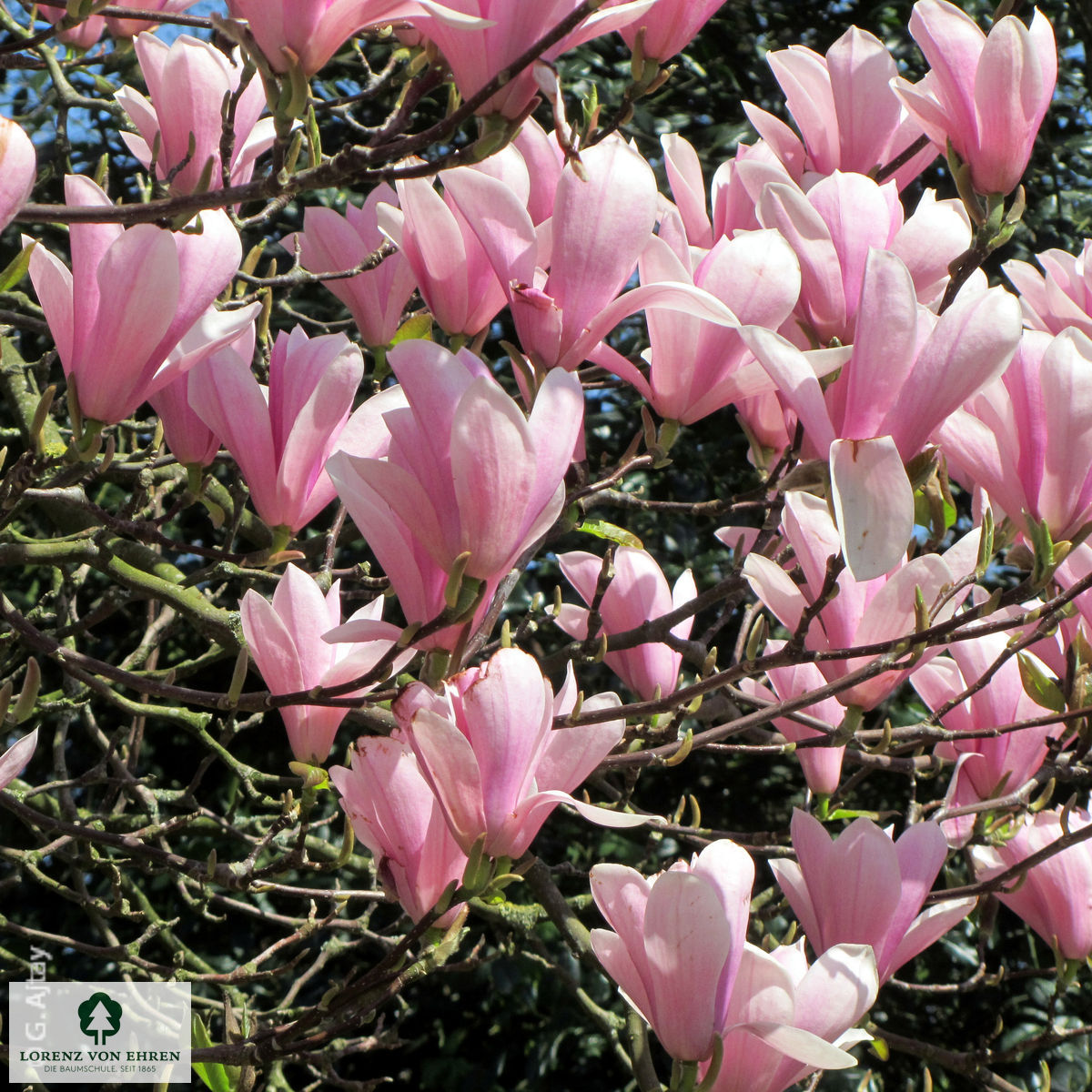 Magnolia 'Heaven Scent'