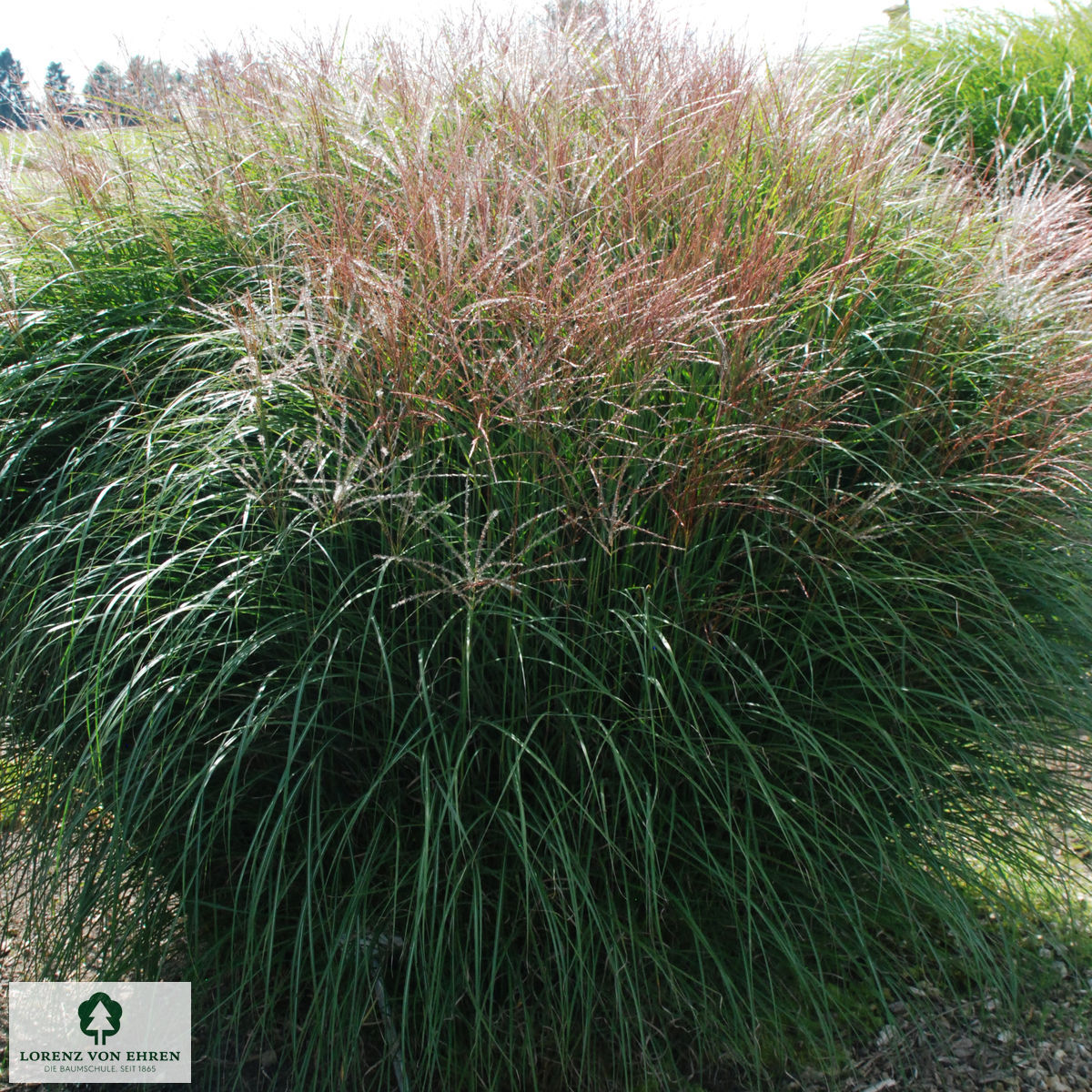 Miscanthus sinensis 'Kleine Silberspinne'