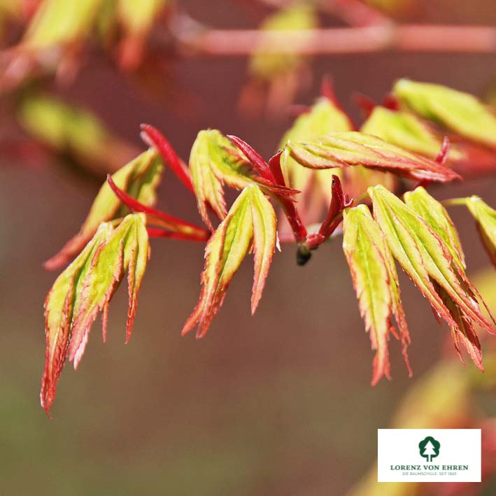Acer palmatum
