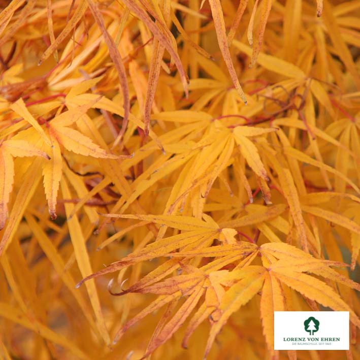 Acer palmatum 'Scolopendrifolium'