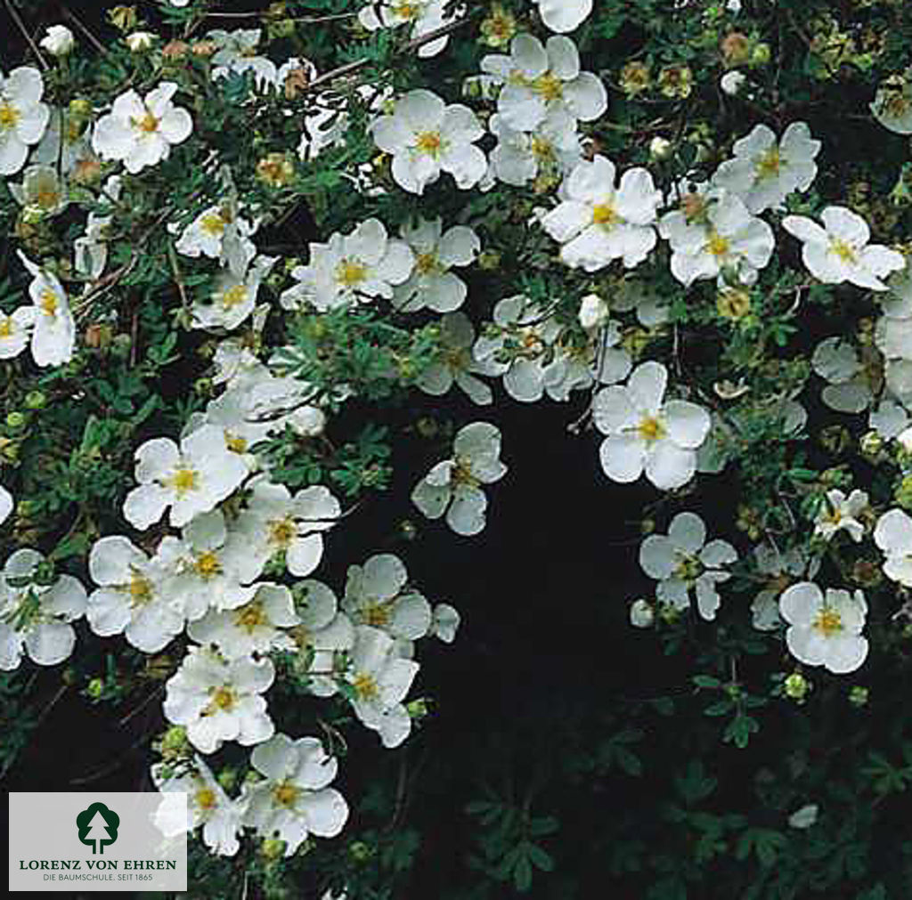 Potentilla fruticosa 'Sandved'