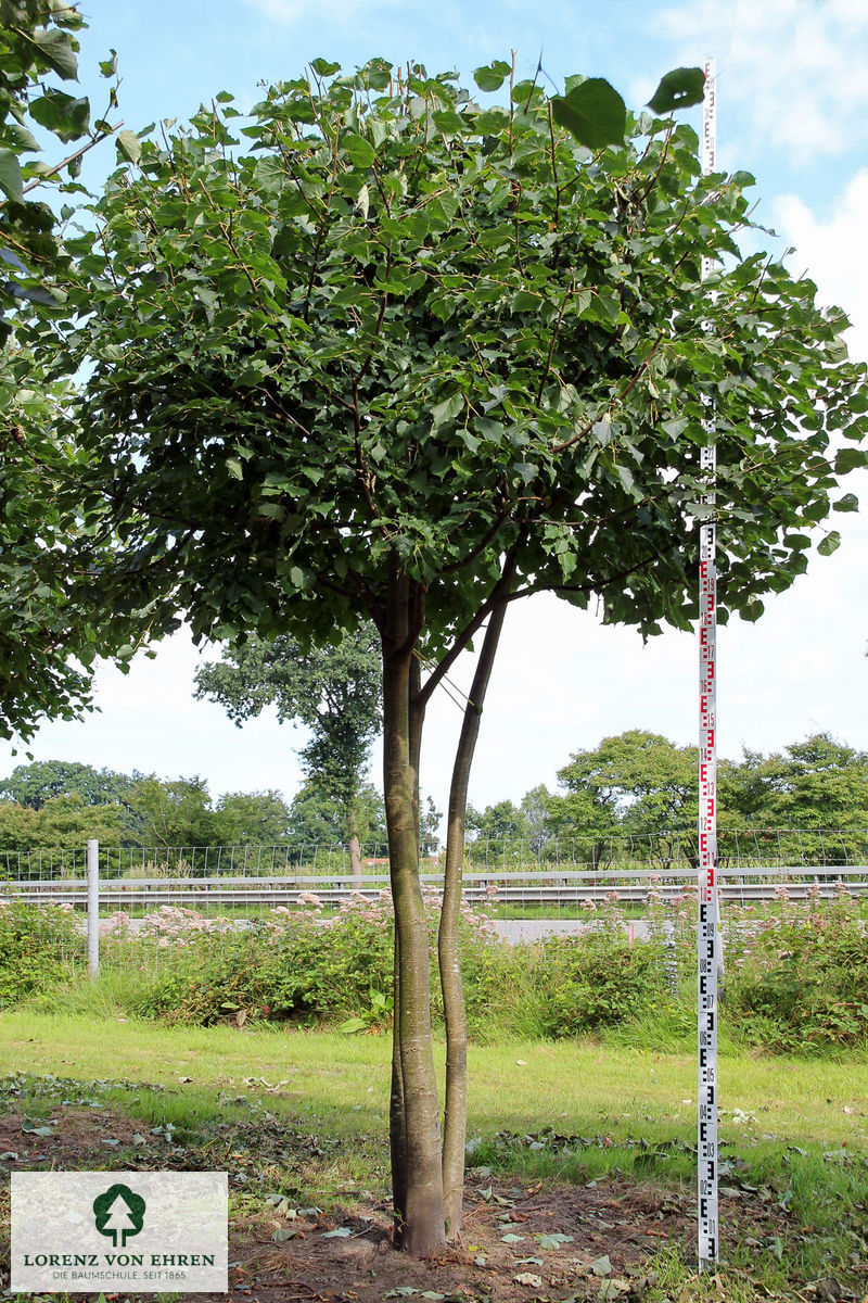 Tilia cordata