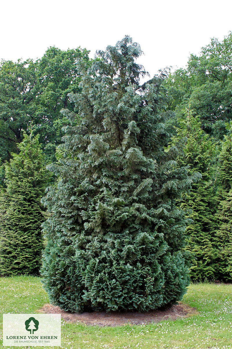 Chamaecyparis lawsonia 'Columnaris'