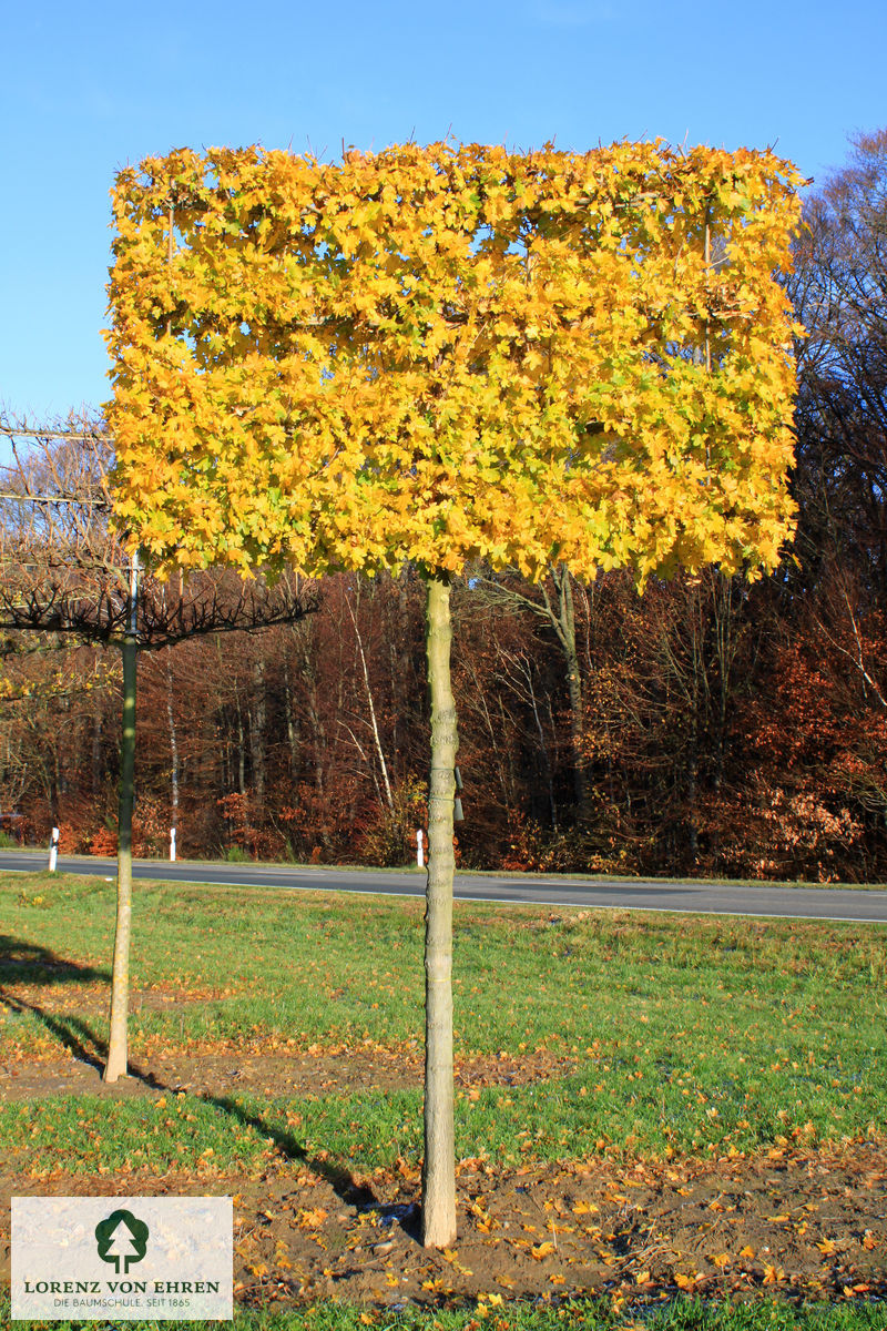 Acer campestre 'Elsrijk'