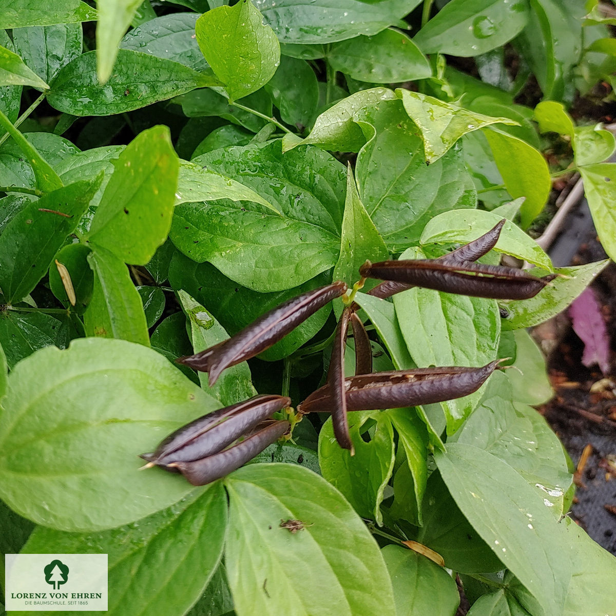 Lathyrus vernus