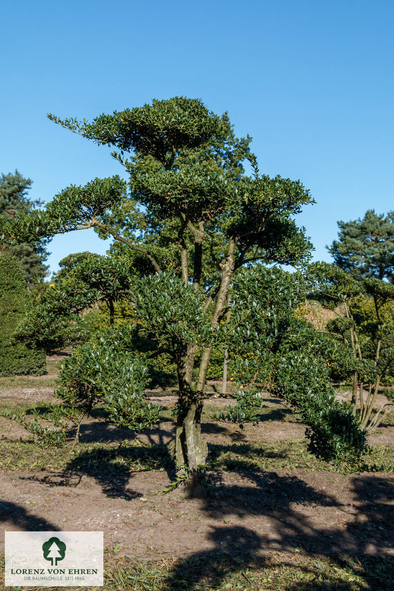 Ilex crenata