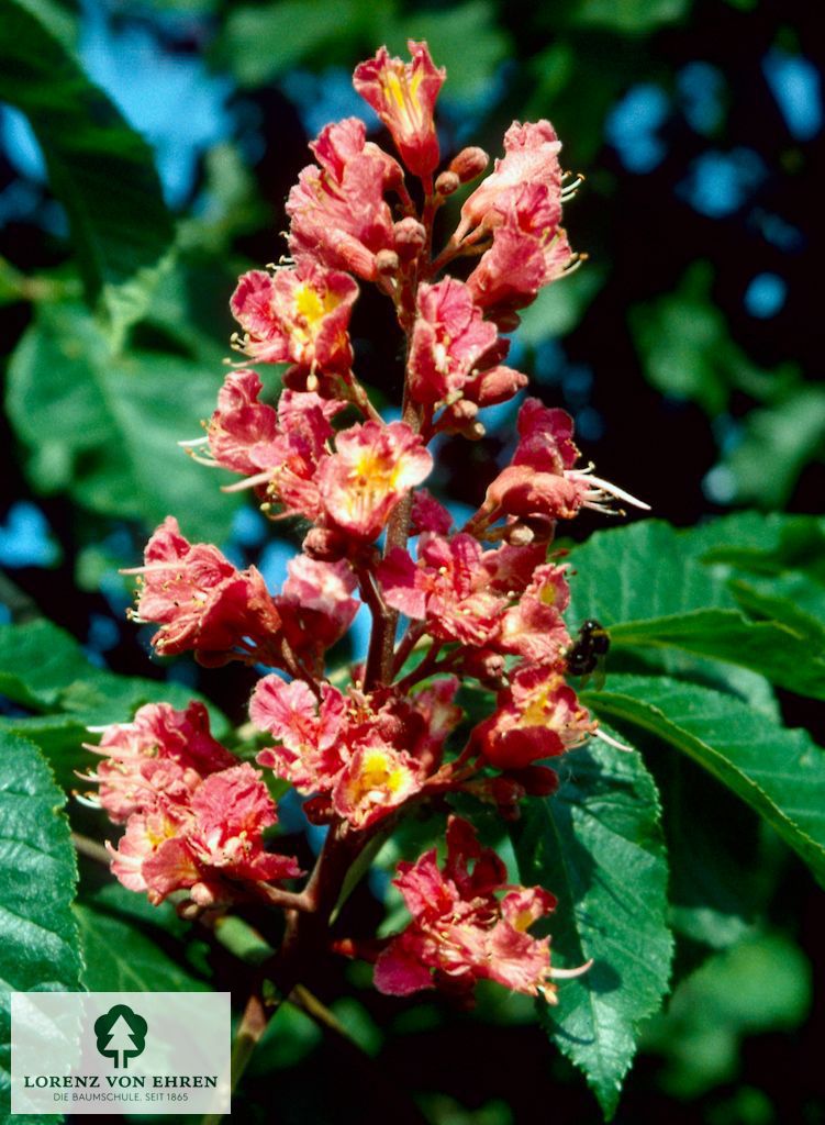 Aesculus carnea 'Briotii'