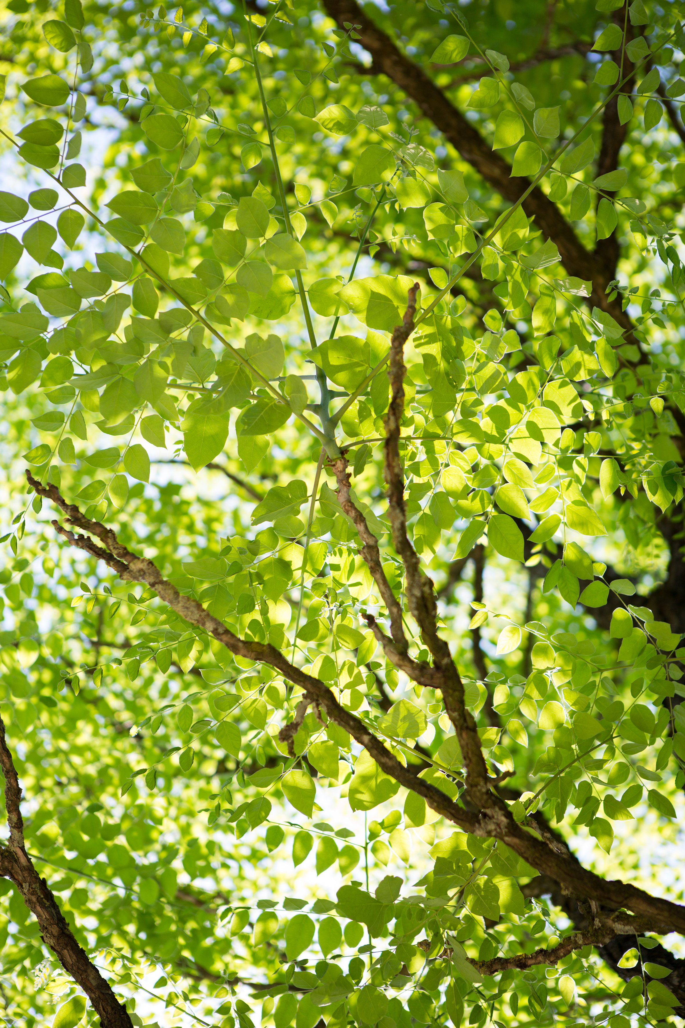 Gymnocladus dioicus Unikat