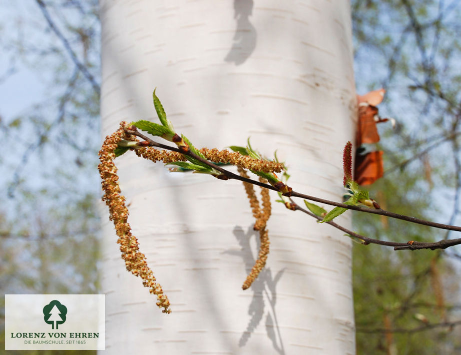 Betula albosinensis