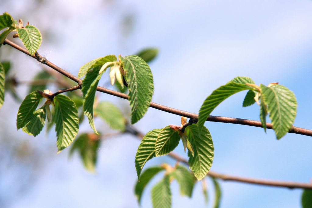 Carpinus betulus Blatt Das Carpinus betulus Blatt am Zweig mit kleinen Knospen im Frühjahr.