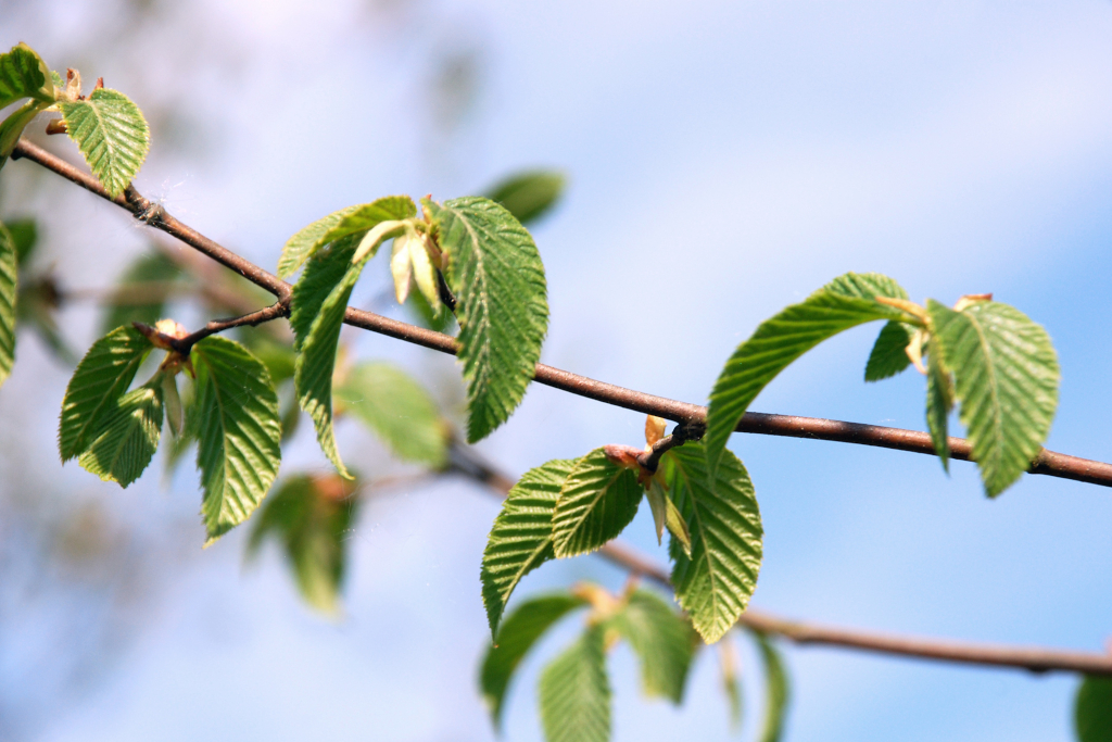 Das Carpinus betulus Blatt am Zweig mit kleinen Knospen im Frühjahr.