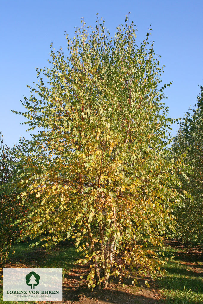 Betula pendula