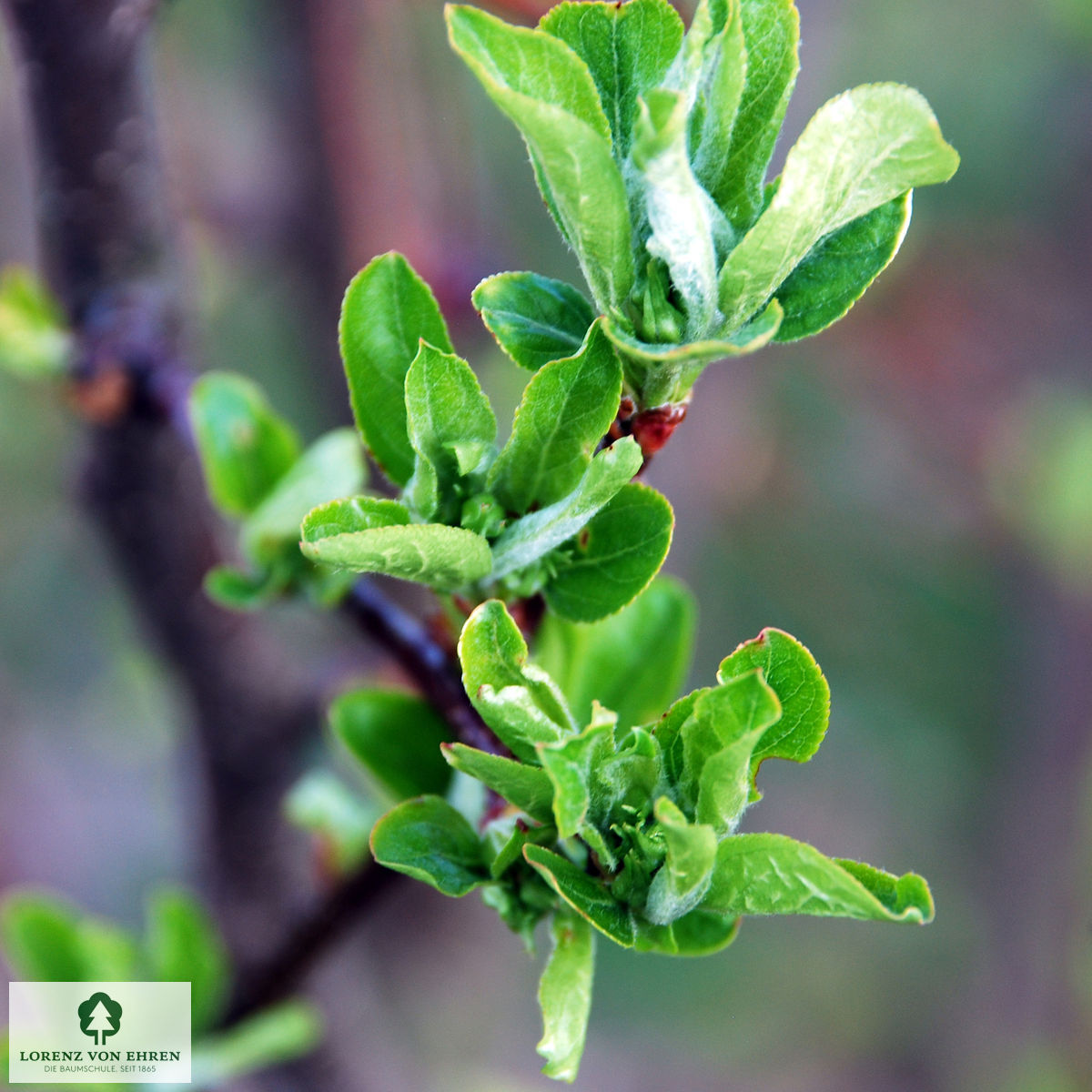 Malus 'Red Jewel'