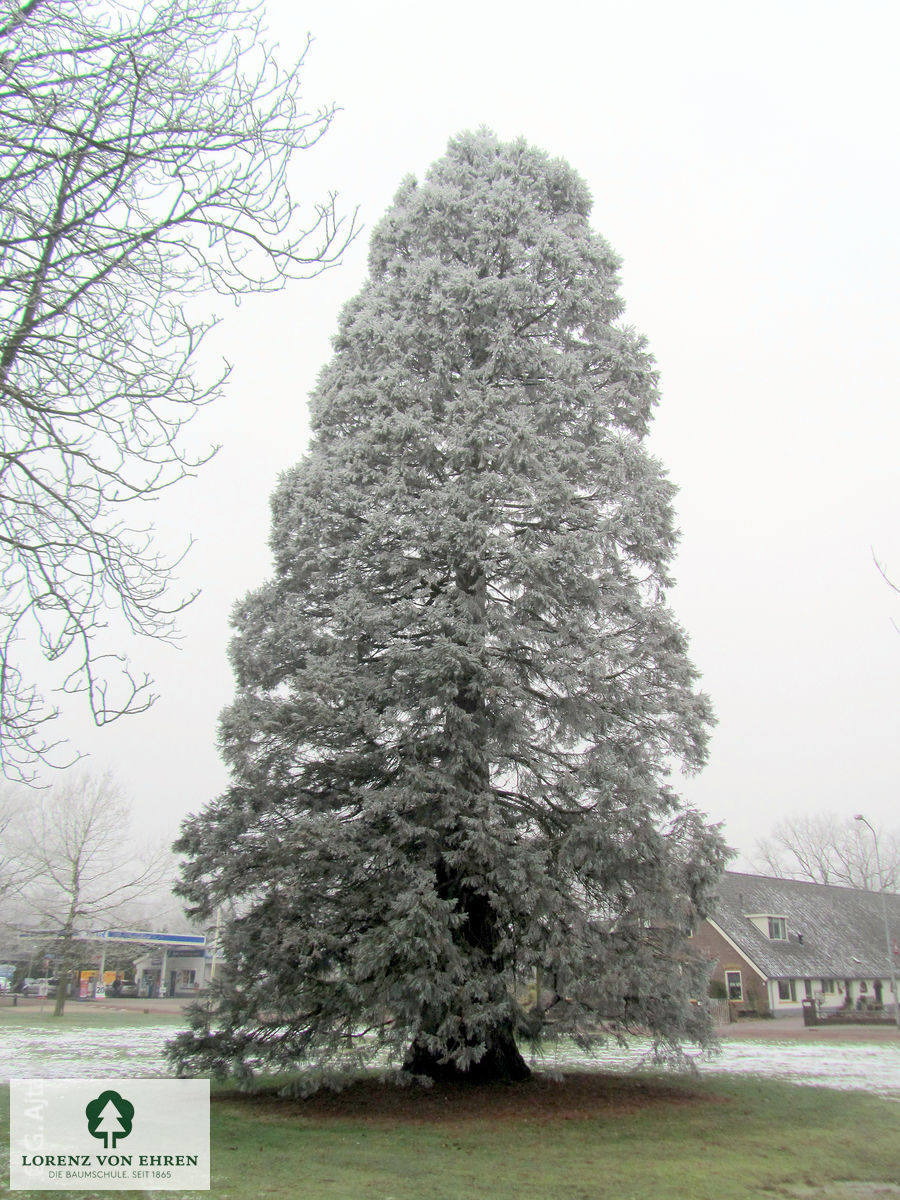 Sequoiadendron giganteum