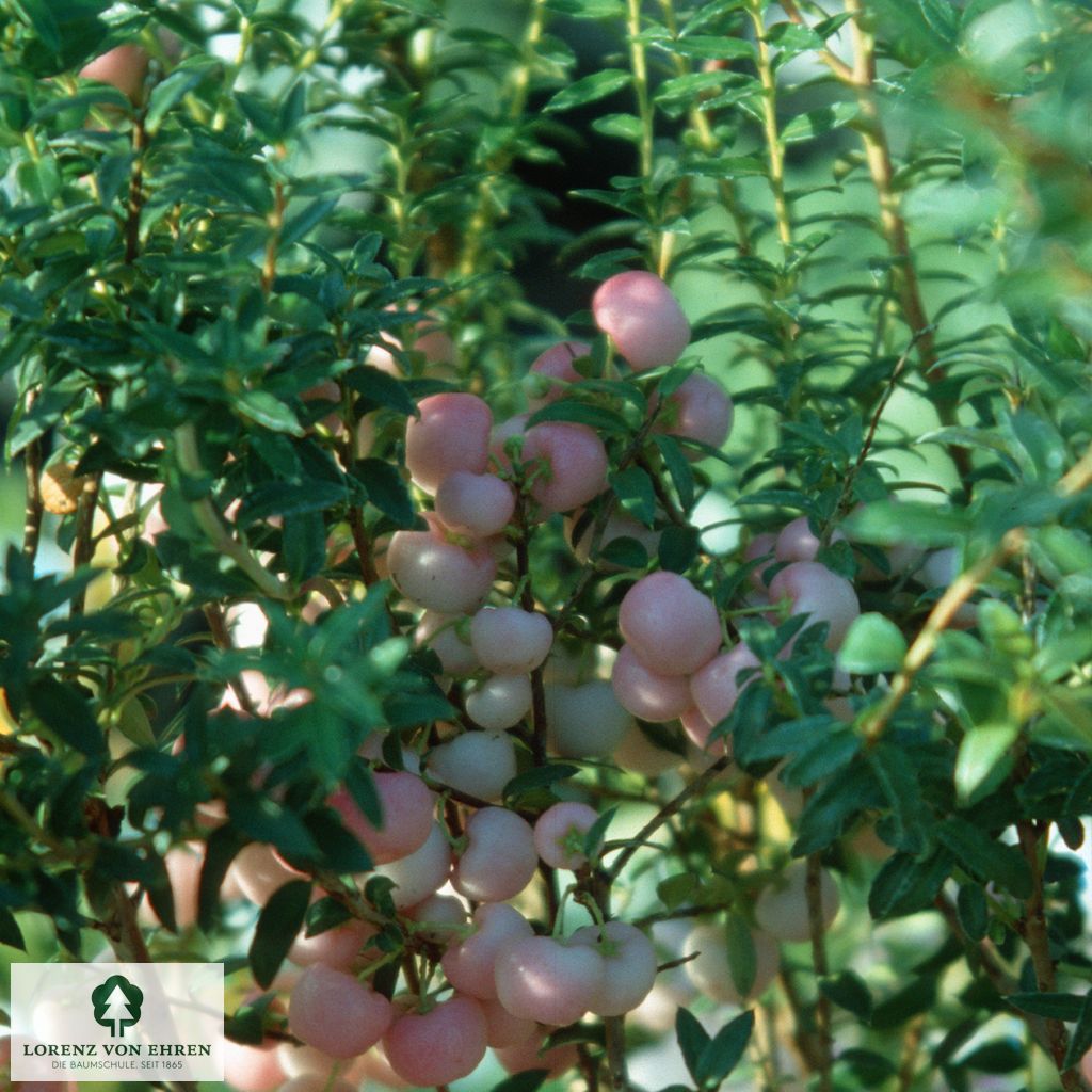 Pernettya mucronata 'Rosea'
