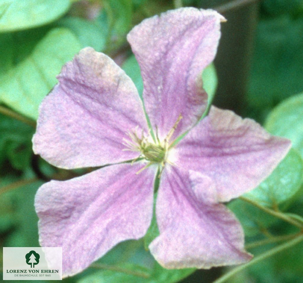 Clematis 'Perle d'Azur'