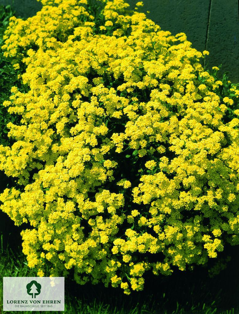 Alyssum montanum 'Berggold'