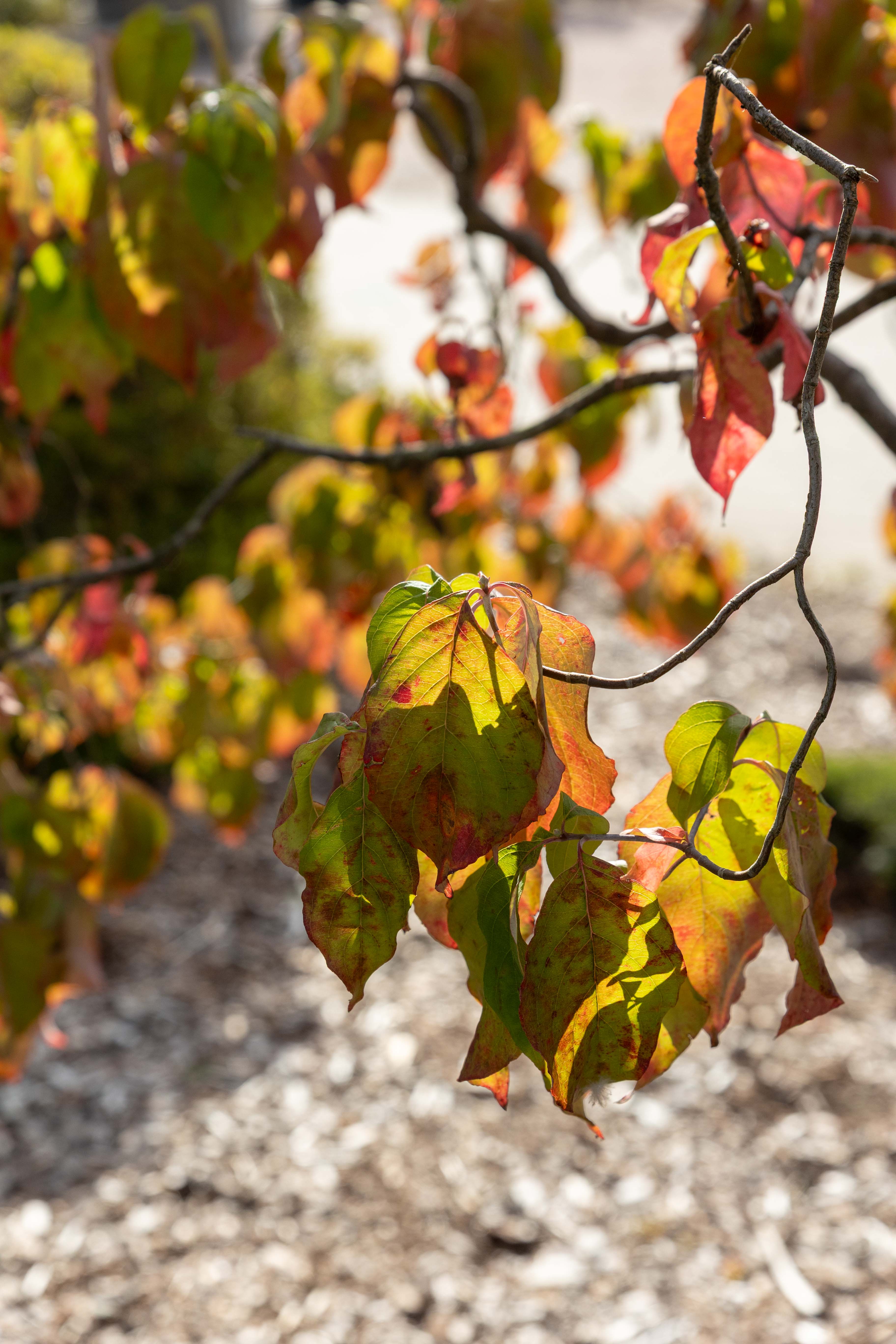 Cornus florida Unikat