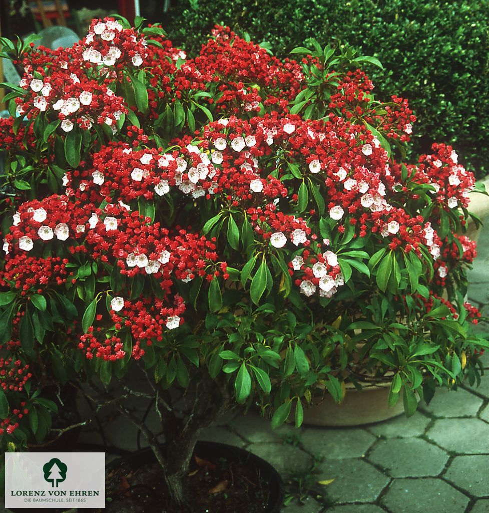 Kalmia latifolia 'Nipmuck'