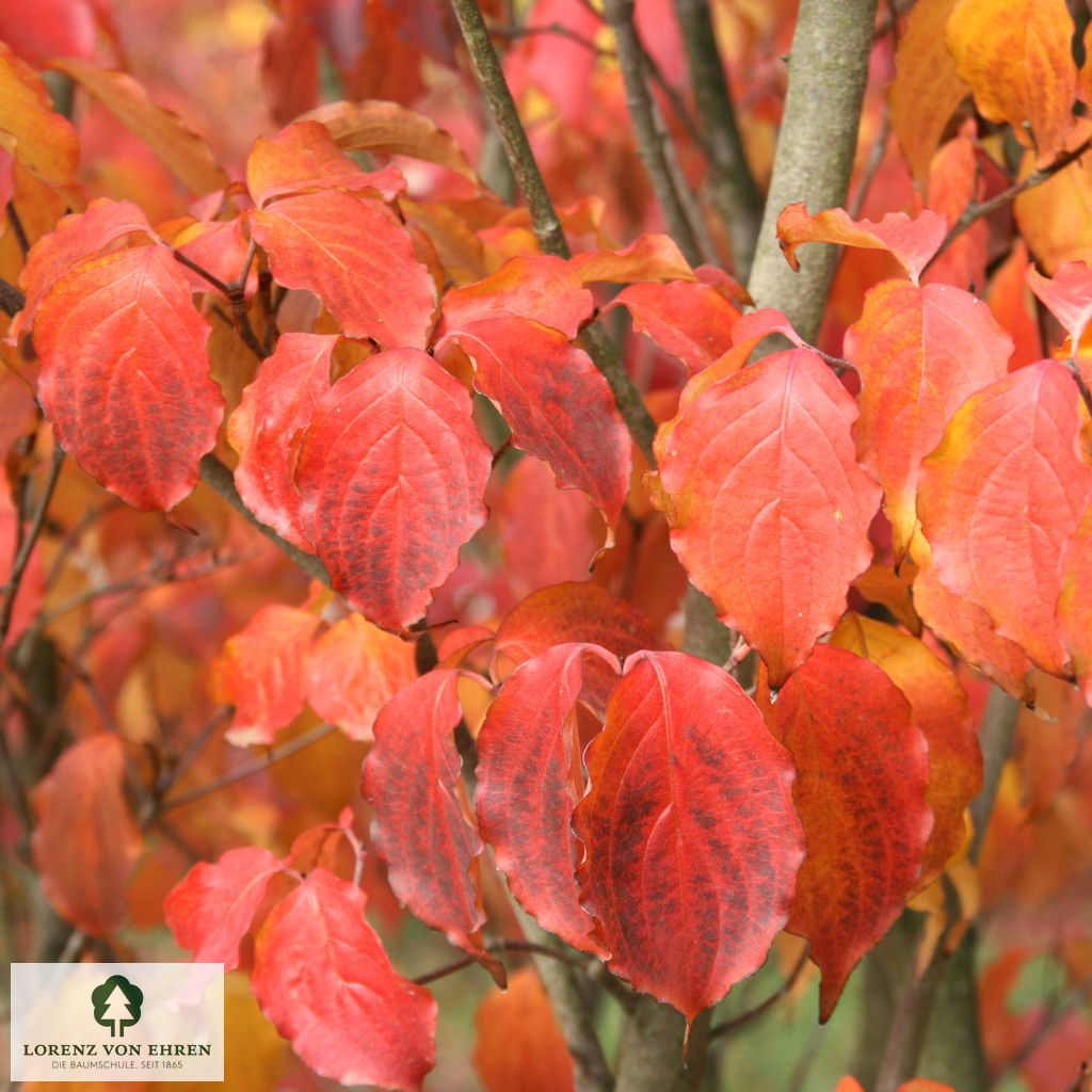 Cornus kousa chinensis