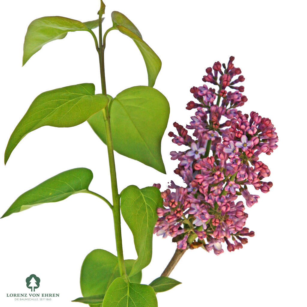 Syringa vulgaris