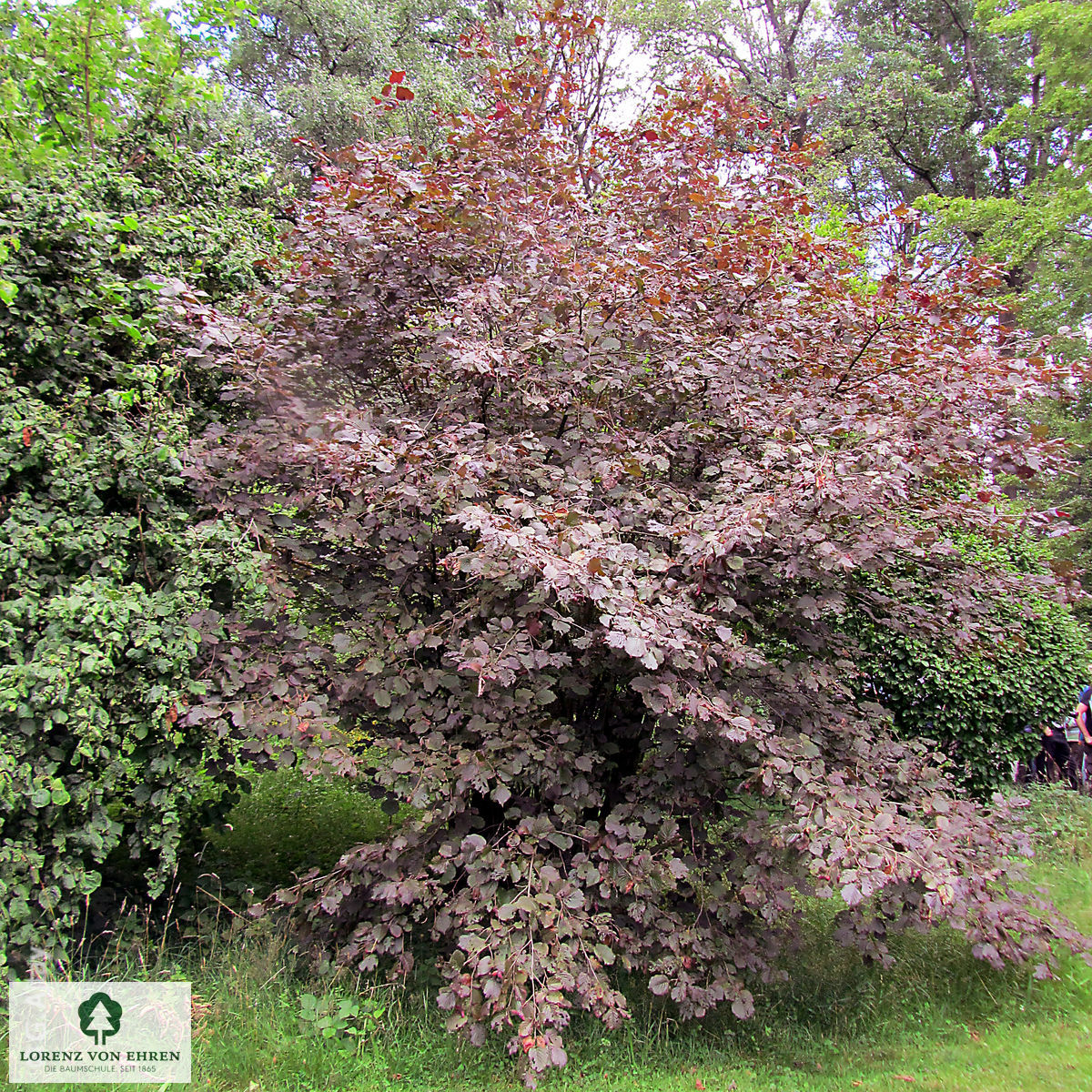 Corylus maxima 'Purpurea'